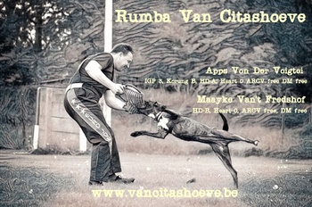 Rumba Van Citashoeve with Tom Truyens